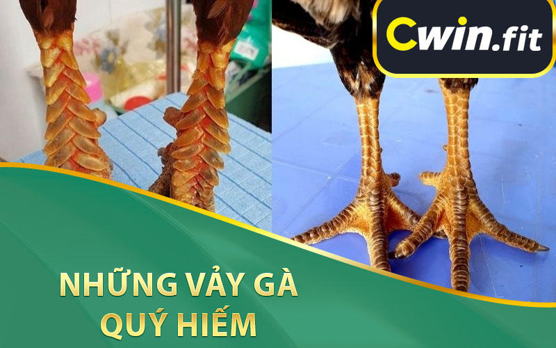 Những Vảy Gà Quý Hiếm